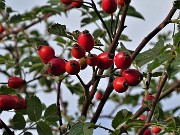 Anello autunnale Baciamorti – Aralalta – Sodadura da Capo Foppa il 30 settembre 2020 - FOTOGALLERY